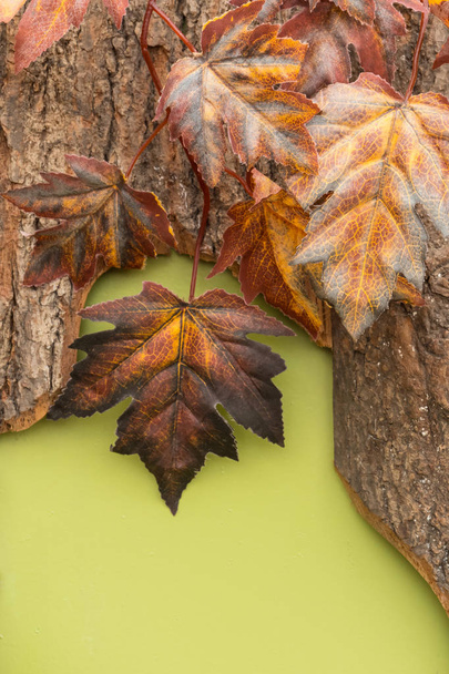 Φθινοπωρινή σύνθεση με maple φύλλα στο φλοιό ενός δέντρου σε ένα φωτεινό πράσινο φόντο. - Φωτογραφία, εικόνα