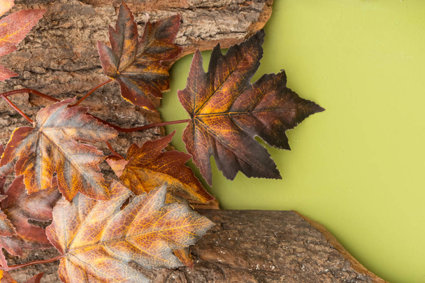 Composición otoñal con hojas de arce en la corteza de un árbol sobre un fondo verde brillante
. - Foto, Imagen