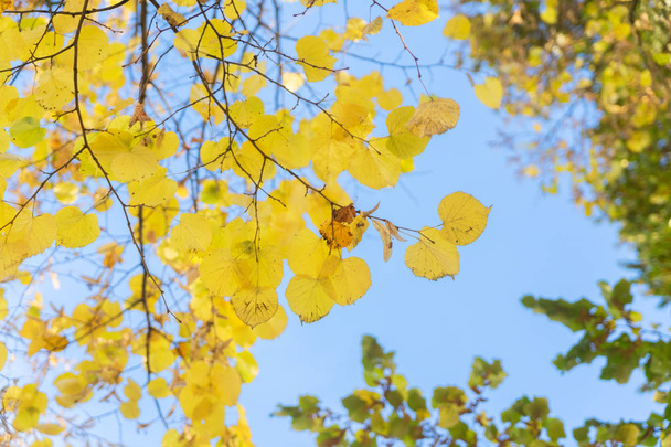Vibrant fall foliage - Foto, Imagem