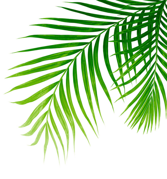 zelené listy palmy izolované na bílém pozadí - Fotografie, Obrázek