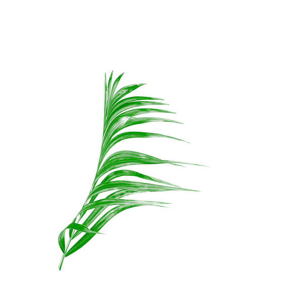 Green leaf of palm tree isolated on white background - Foto, afbeelding
