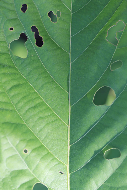 Green Leaf jedzenia owadów. - Zdjęcie, obraz