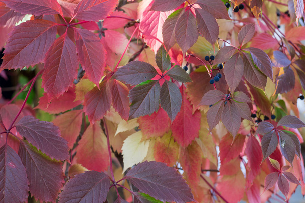 Autumnal colors of purple, red leaves of wild grapes - Photo, Image