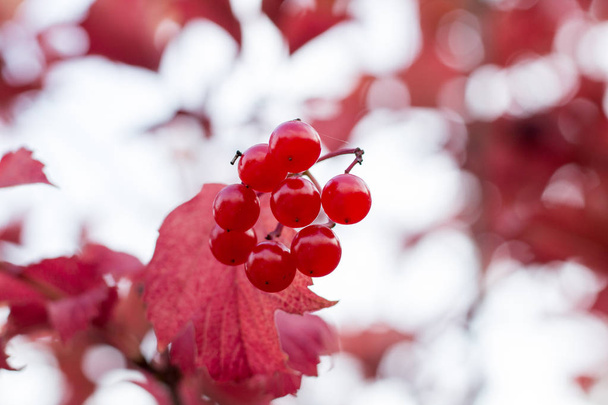 Осенние цвета красных листьев и ягод деревьев
 - Фото, изображение