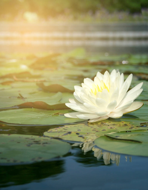 Witte Lotus in het water met burst Light - Foto, afbeelding