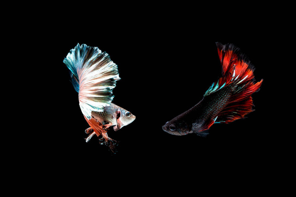 Рыба бетта, сиамская бойцовая рыба, пчелы (ставка Fullmoon)
 - Фото, изображение