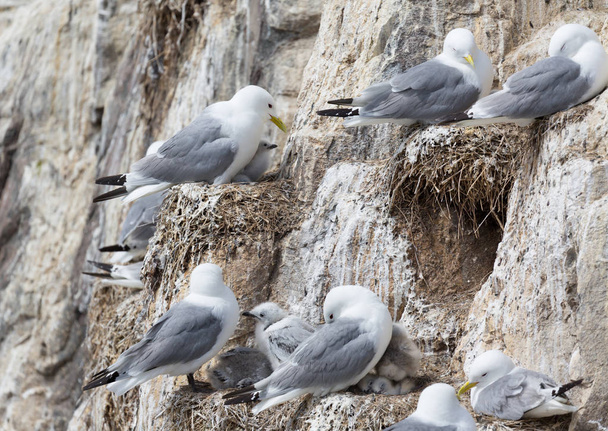 Kittiwakes and chicks - Foto, afbeelding
