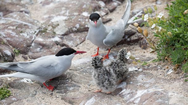 Arctic Terns with chicks - Photo, Image