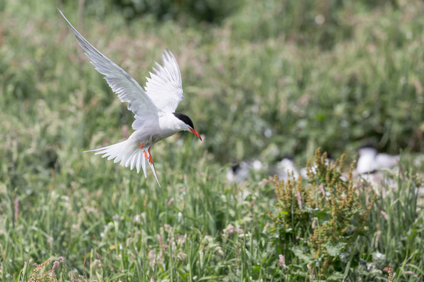 Arctic Tern in flight - Photo, Image