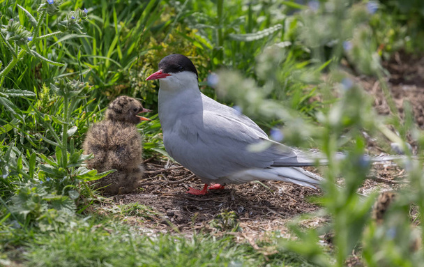 Arctic Terns with chicks - Photo, Image