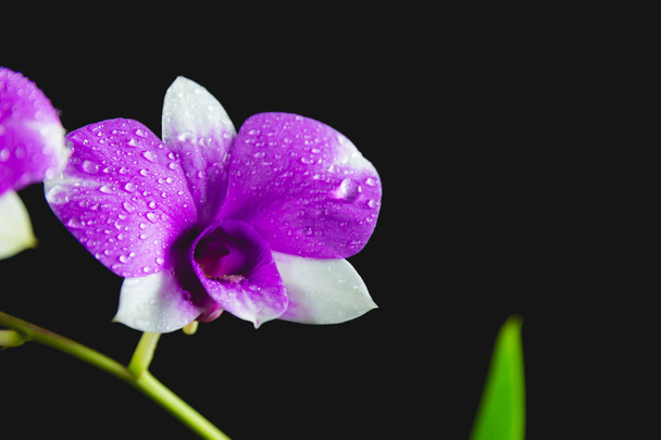 macro violet flowers, purple flowers isolated on dark background - Photo, Image