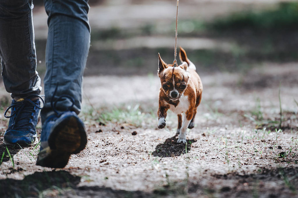Mies johtaa chihuahua-rodun pientä koiraa hihnassa. Koira menee lähelle jalkoja.
.  - Valokuva, kuva