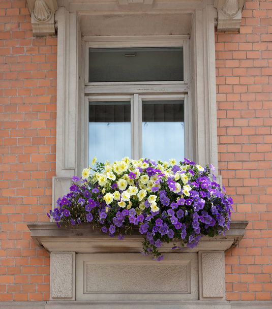 Old window and flowers at an old building - Foto, Imagen