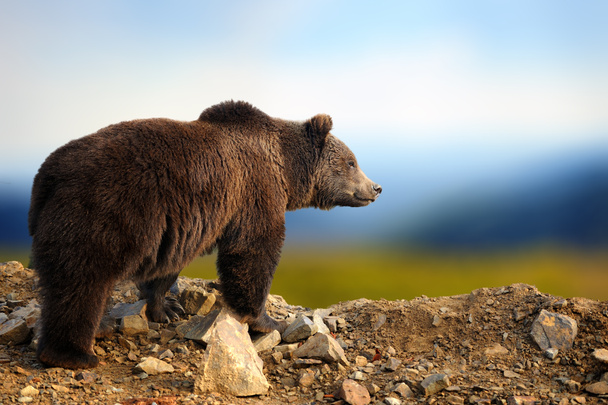 Iso ruskea karhu luontotyypissä. Villieläimet kohtaus luonnosta
 - Valokuva, kuva