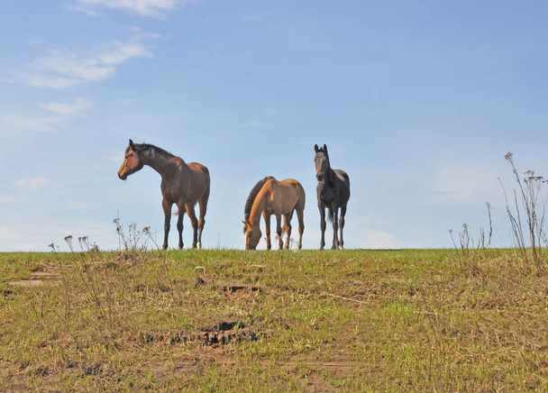 Horses in spring - Foto, Imagem