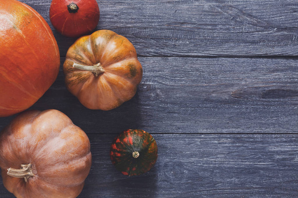 Autumn harvest pumpkins background with copy space - Φωτογραφία, εικόνα