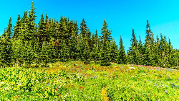 Escursione attraverso i prati ricoperti di fiori selvatici in alta montagna vicino al villaggio di Sun Peaks
 - Foto, immagini