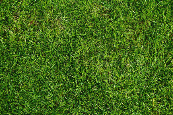 Green lawn for background. - 写真・画像