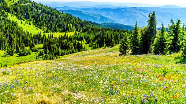 Pěší turistika přes louky pokryté květy v high alpine poblíž vesnice Sun Peaks - Fotografie, Obrázek