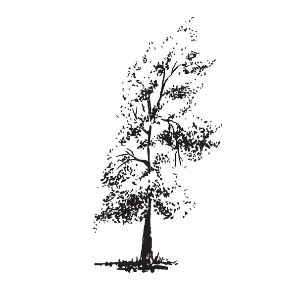 Hand-drawn tree, poplar. Black and white realistic image, sketch painted with ink brush. - Vector, imagen