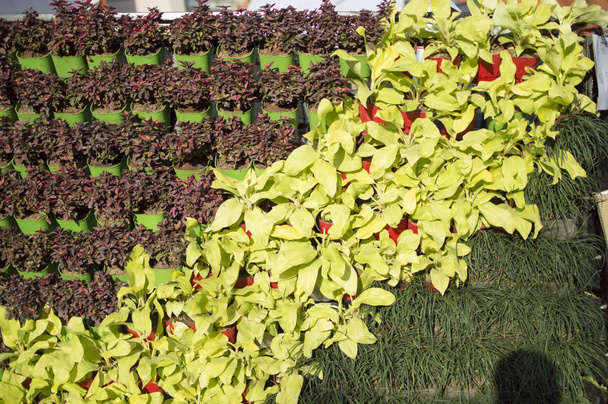 Taimien vihreä istutus taimitarhassa
 - Valokuva, kuva