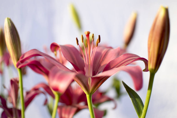 Pollens of lily flower of red and pink color - Photo, Image