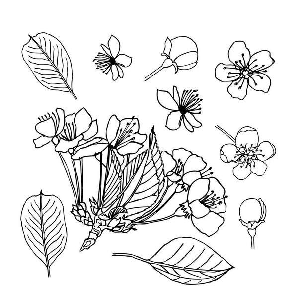 Apple blossom leaves flowers buds. Liner vector illustration on white - Vektör, Görsel