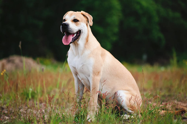 Big dog sitting on a meadow, looking away - Photo, Image
