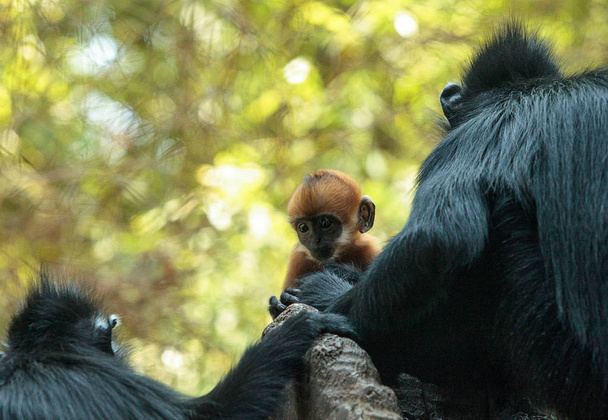 Mother and child Francois Langur monkey family Trachypithecus fr - Photo, Image