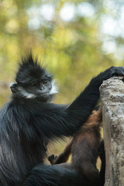 Mother and child Francois Langur monkey family Trachypithecus fr - Photo, Image