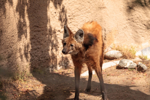 Управляемый волк Chrysocyon brachyurus
 - Фото, изображение