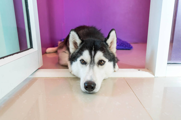 syberien husky in room - Foto, afbeelding