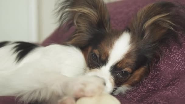 Papillon Continental Toy Spaniel puppy gnaws dried leg of mutton stock footage video - Кадри, відео