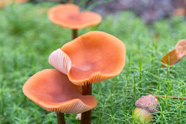 Маленькі гриби в моху
 - Фото, зображення