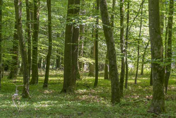 paisagem florestal na hora de verão
 - Foto, Imagem