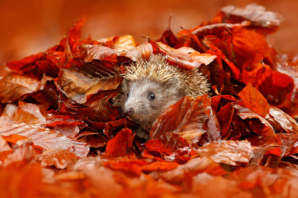 Orange leaves with hedgehog - Foto, imagen