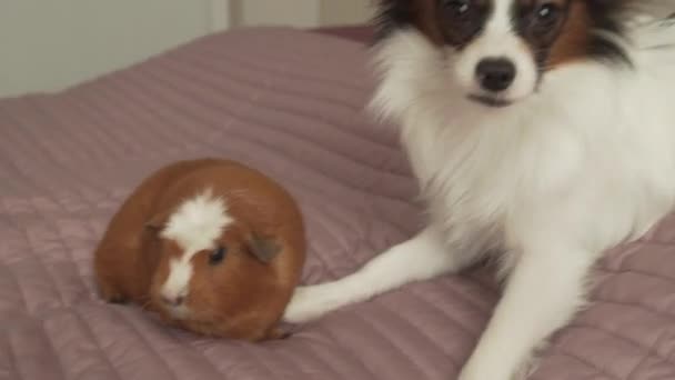 Papillon Continental Toy Spaniel puppy playing with Guinea pig breed Golden American Crested stock footage video - Felvétel, videó