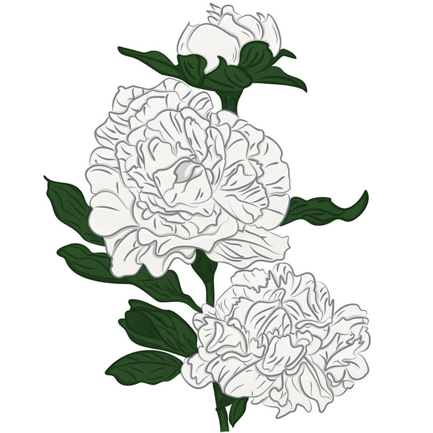 Beautiful cartoon white peonies flower isolated - Vector, Image