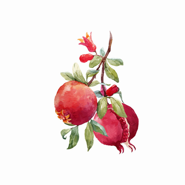 Pomegranate fruit vector branch - Vector, Image