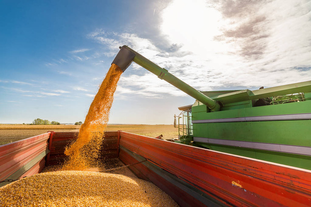 Verter grano de maíz en el remolque tractor - Foto, imagen