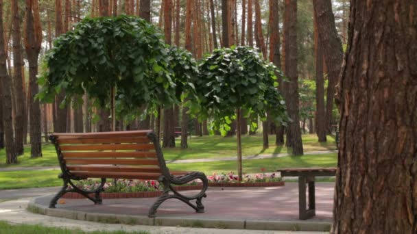 公園の木のベンチ - 映像、動画