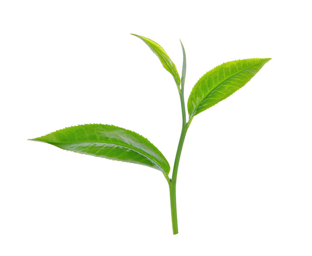 Grünes Teeblatt isoliert auf weißem Hintergrund - Foto, Bild