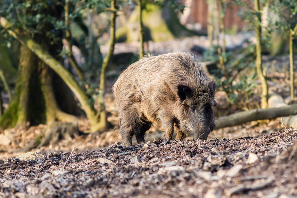 Αγριογούρουνο (sus scrofa scrofa) αναζήτηση τροφής - περίβλημα από άγρια ζώα, Eifel, Γερμανία - Φωτογραφία, εικόνα