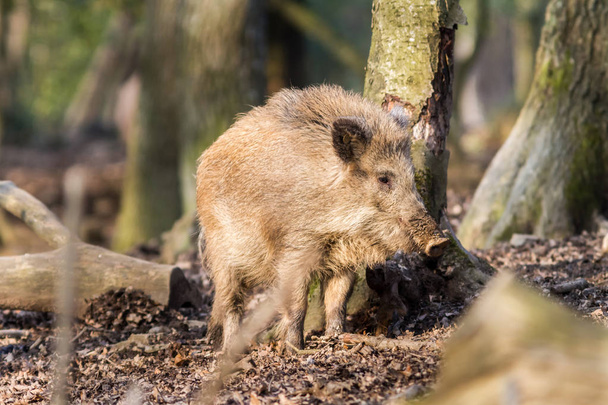 Αγριογούρουνο (sus scrofa scrofa) αναζήτηση τροφής - περίβλημα από άγρια ζώα, Eifel, Γερμανία - Φωτογραφία, εικόνα
