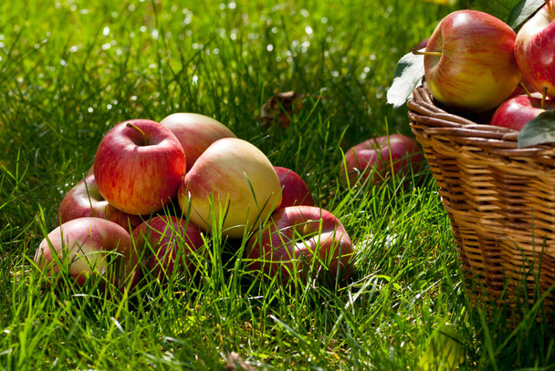 Apples in the wicker basket - Valokuva, kuva