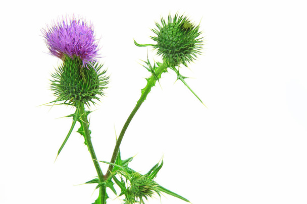 Spear thistle or common thistle (Cirsium vulgare) - Photo, Image