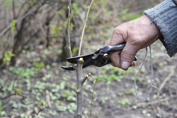 Régi Kertész Alma fa ága felkészülés oltása késsel. Öreg kezek oltása gyümölcsfa lépésről lépésre. - Fotó, kép