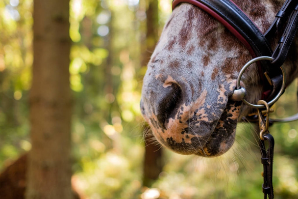 Часть лошадиного лица. Большой нос и ноздри
 - Фото, изображение