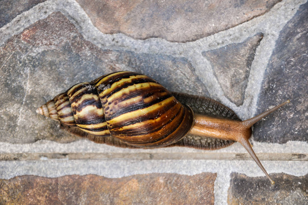 Ślimak na podłodze płytki, koncepcja slow life, Lissachatina fulica jest ślimak lądowy dużych, które należą do rodziny Achatinidae. To jest również znany jako giant African snail lub ślimak olbrzym afrykańskiej ziemi. - Zdjęcie, obraz