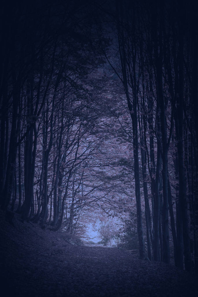Tie läpi Karpaattien yömetsän
 - Valokuva, kuva
